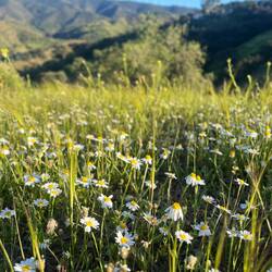 Perfekte Bedingungen also für Kamille..