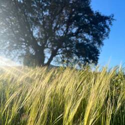 ..und scheinbar auch wilder Gerste.