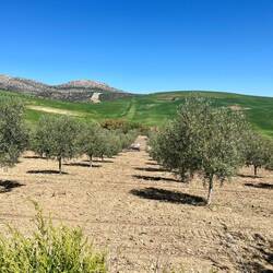 ..und werden auch ordentlich mit Pestiziden besprüht.