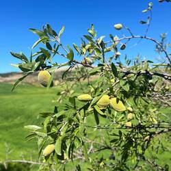 Die bewirtschafteten Monokulturen nehmen weiter zu..