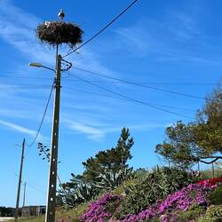 Storchennester überall am Wegesrand