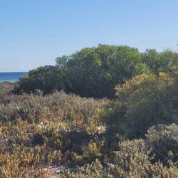 Suchbild: Wo sind die Kängurus?