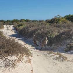 Dann hatten wir beim Känguru Point echt Glück 😍, inkl. einer kleinen Schlange