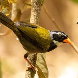 Orange Billed Sparrow