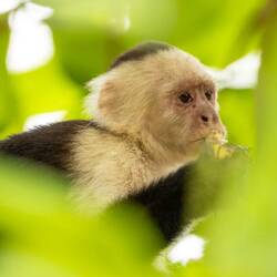 Capuchin Monkey