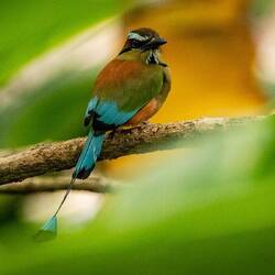 Turquoise Browed Motmot