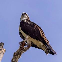 Osprey