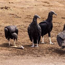 American Black Vultures