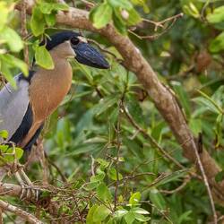 Boat Billed Heron