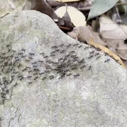 Army Ants
