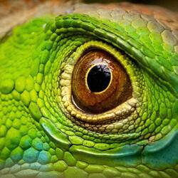 Green Iguana