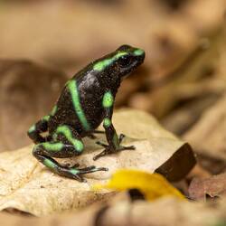 Green and Black Poison Dart Frog