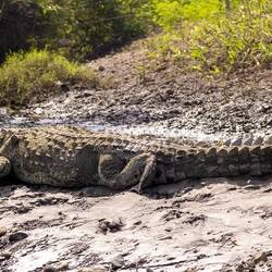 American Crocodile
