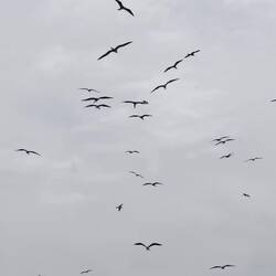 Frigate Birds taking water from river