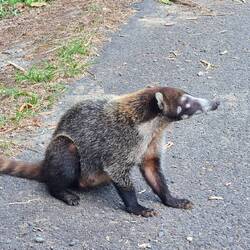 Nasenbär auf dem Weg zurück zur Unterkunft.