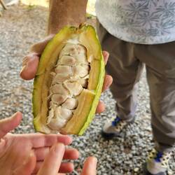 Das weiße Fruchtfleisch um die Kakaobohne erinnert geschmacklich an Litschi.