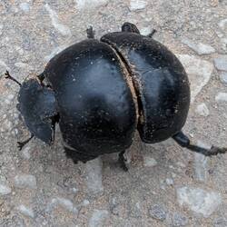 Endangered flightless dung beetle