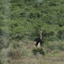 Ostrich