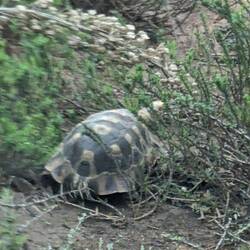 Leopard tortoise