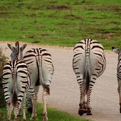 I told them to smile - They said "--------"