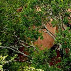 Look for the Elephant