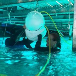 Isi wird der "Helm" abgenommen