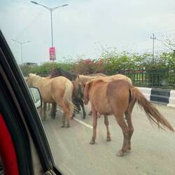 Ponies on a three lane carriageway