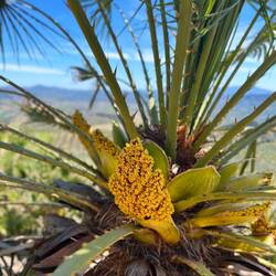 Die Blüte der Europäischen Zwergpalme.