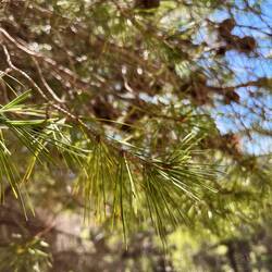 ..sodass kaum was anderes mehr wächst außer Aleppokiefern.