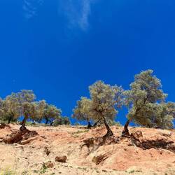 ..vorbei an Olivenbäumen wieder hinab in das nächste Dorf.