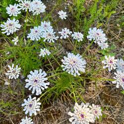 Bittere Schleifenblume