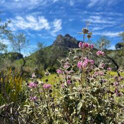 ..deutlich Artenreicher (Spanischer Mauerpfeffer).