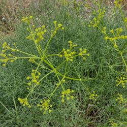 Fenchel am Strand