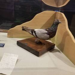 Stumpy saved a whole unit in WW I. Got a medal for just doing what he does. Hero pigeon.