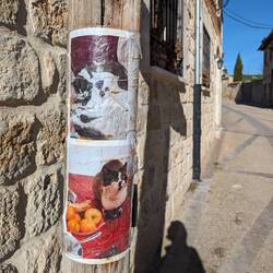 Nothing at all to indicate they are lost or for sale so I think this is just about showing them off?