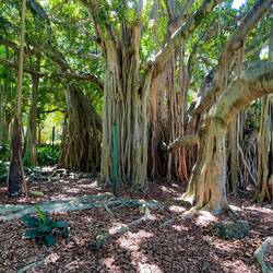City Botanic Gardens 🌺