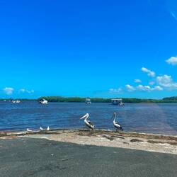 Pelikane bei Golden Beach ⚓️