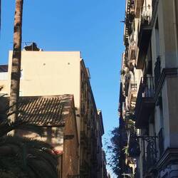 Wie riesig so eine schlanke Palme werden kann!