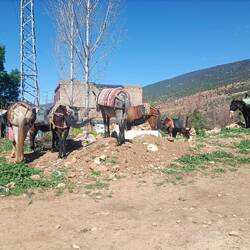 Ici pas de parking mais parkâne