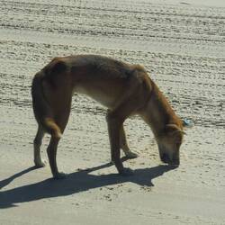 Dingo