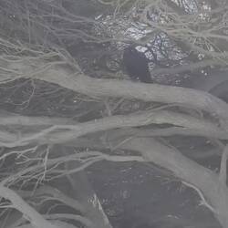 Die Krähe - bitte Ton an