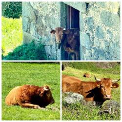 Kein Tag ohne Kuhfotos 🐮😂