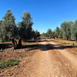 Nachdem auch gleich mal Oliven darauf folgen..