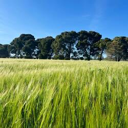 Anschließend überschlagen sich..
