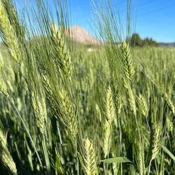 ..Weizen angebaut 🌾