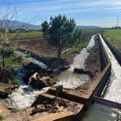 ..die im trockenen Boden gut bewässert werden müssen.