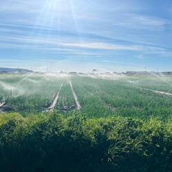 Zur Awechslung gibt's dann aber auch mal Zwiebeln und Kartoffeln,..