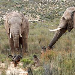 Elephants Being Fed & Subsequent Robbery