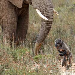 Grab the Carrots & I am off...