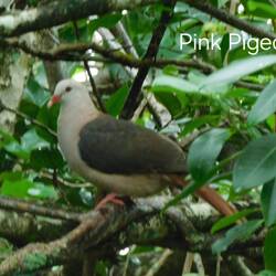My photo of the Pink Pigeon